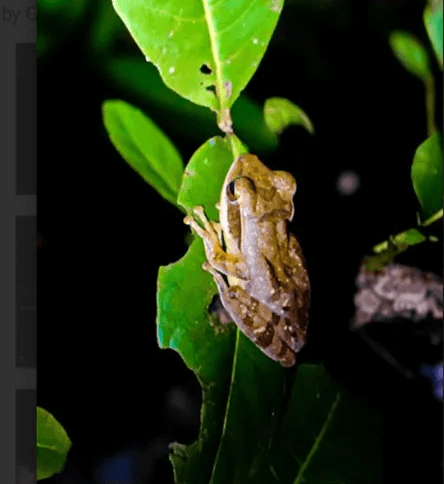 Tree frogs of the Jungle
