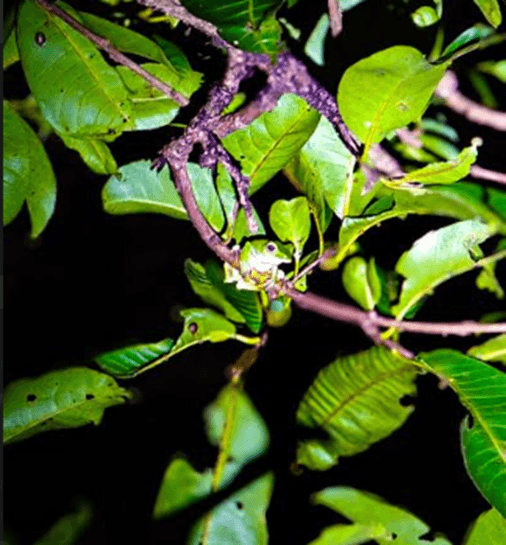 Tree frogs of the Jungle