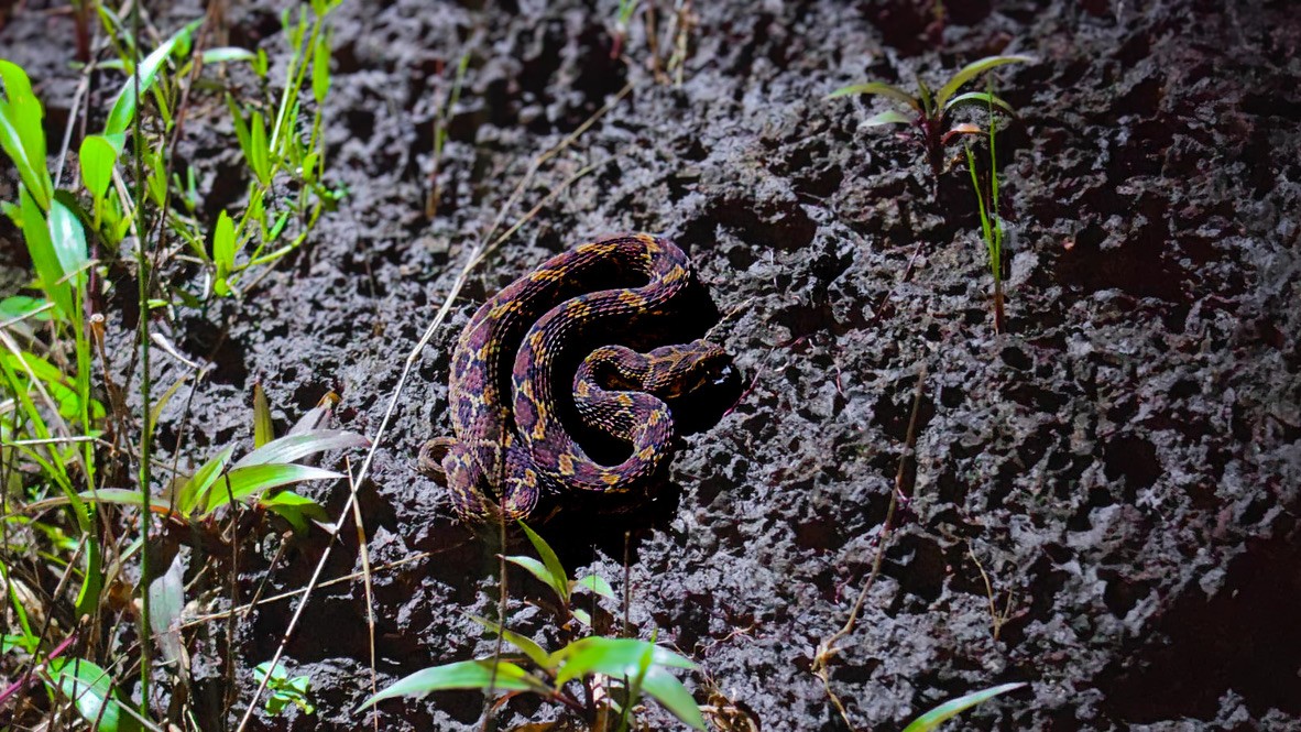 The saw-scaled viper