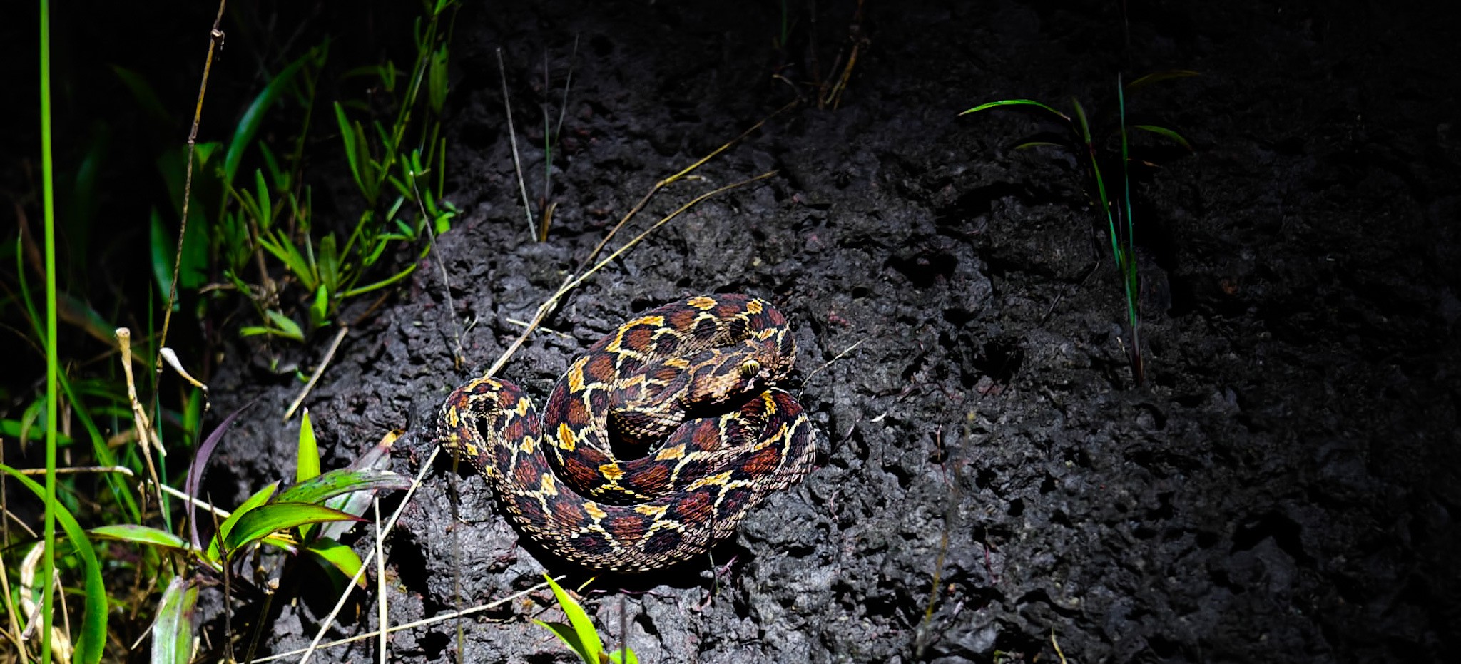 Coiled sizzling viper