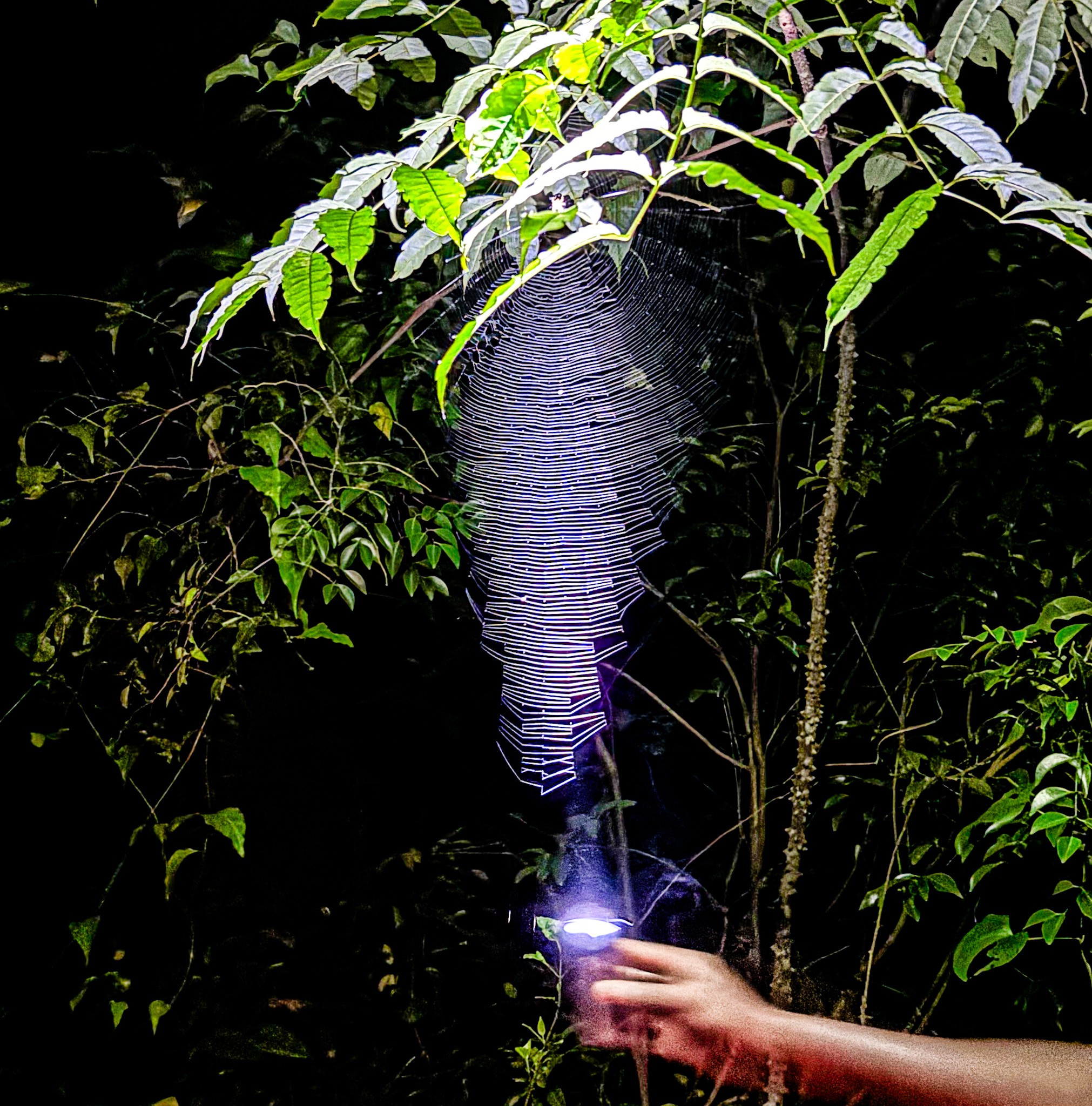 Forest and its fascinating creatures