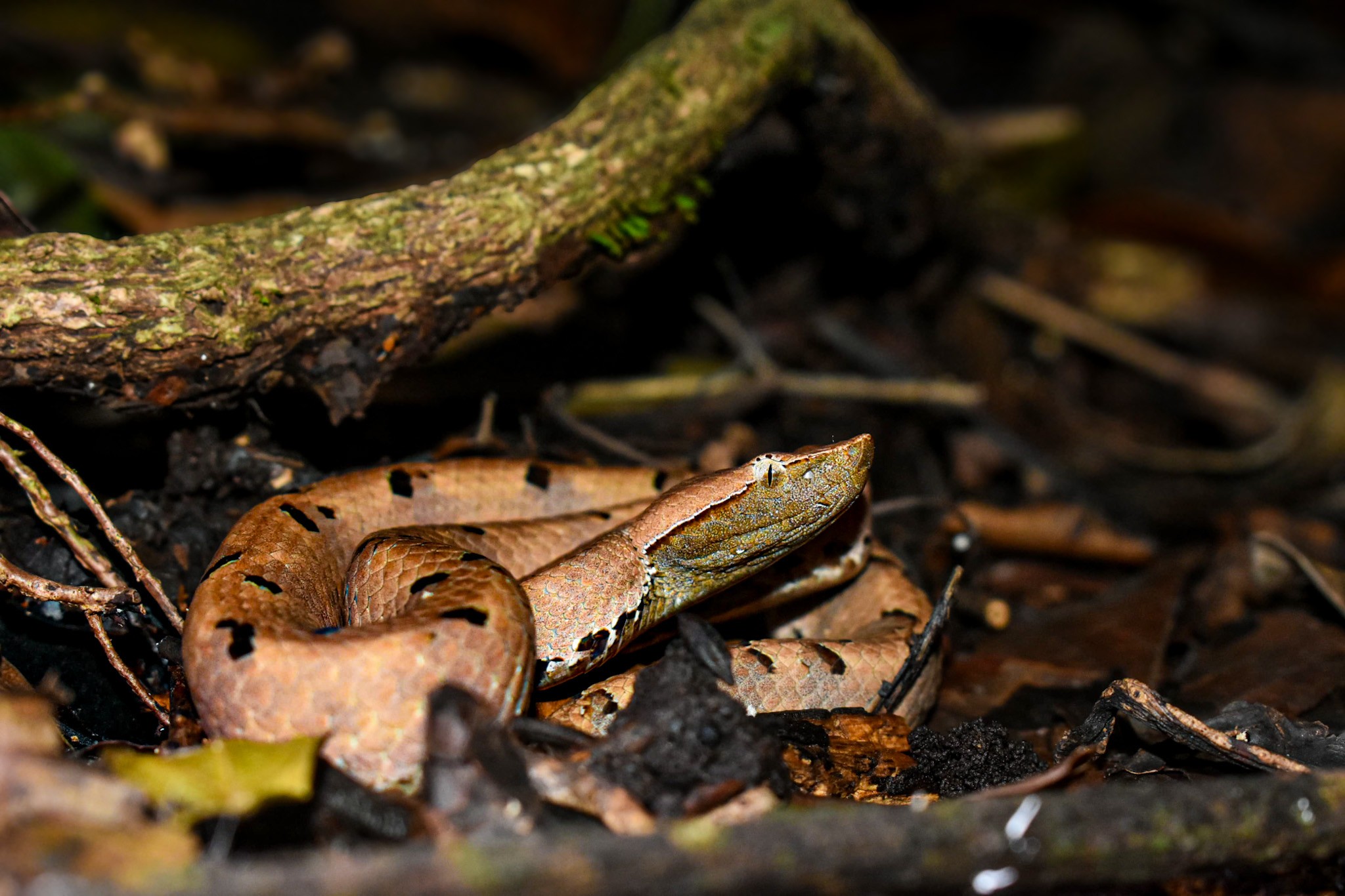 Strike ready hump-nosed viper