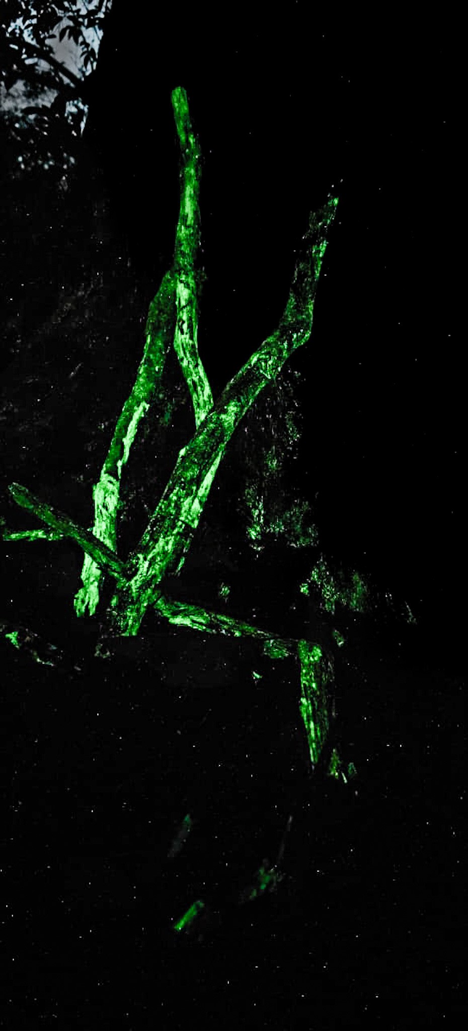 The bioluminescence