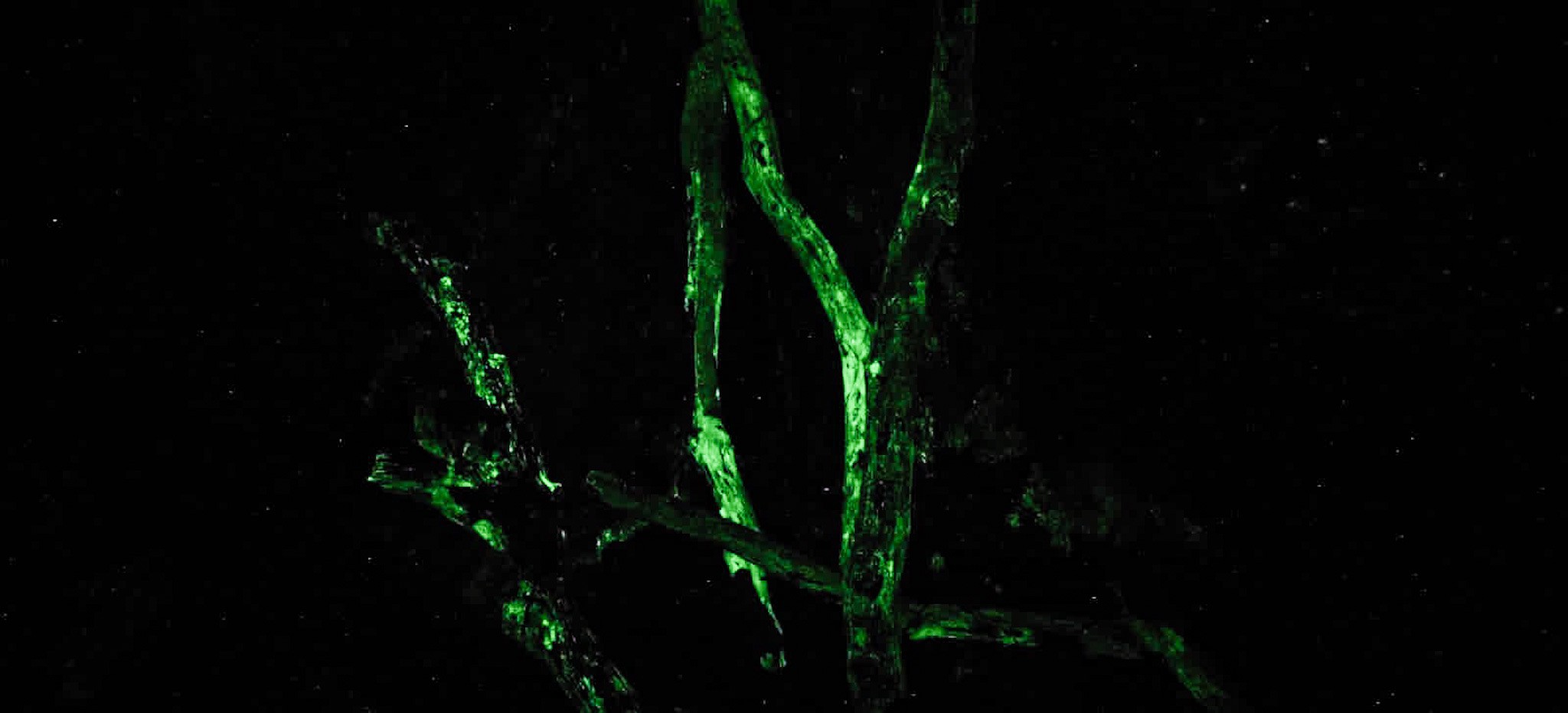The bioluminescence