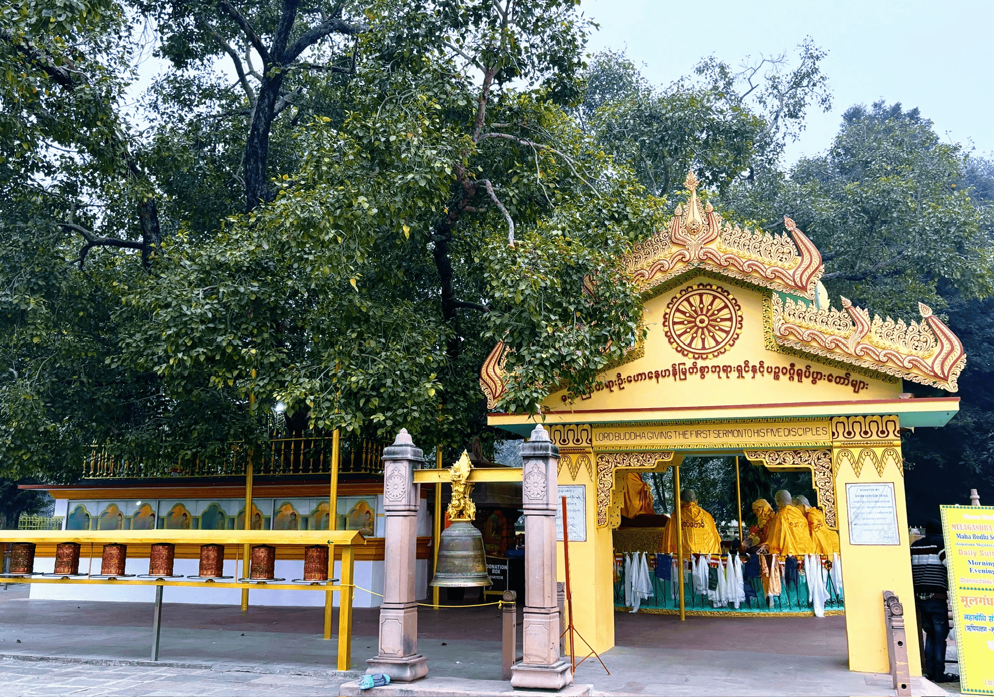 A descendant of the Mahabodhi tree