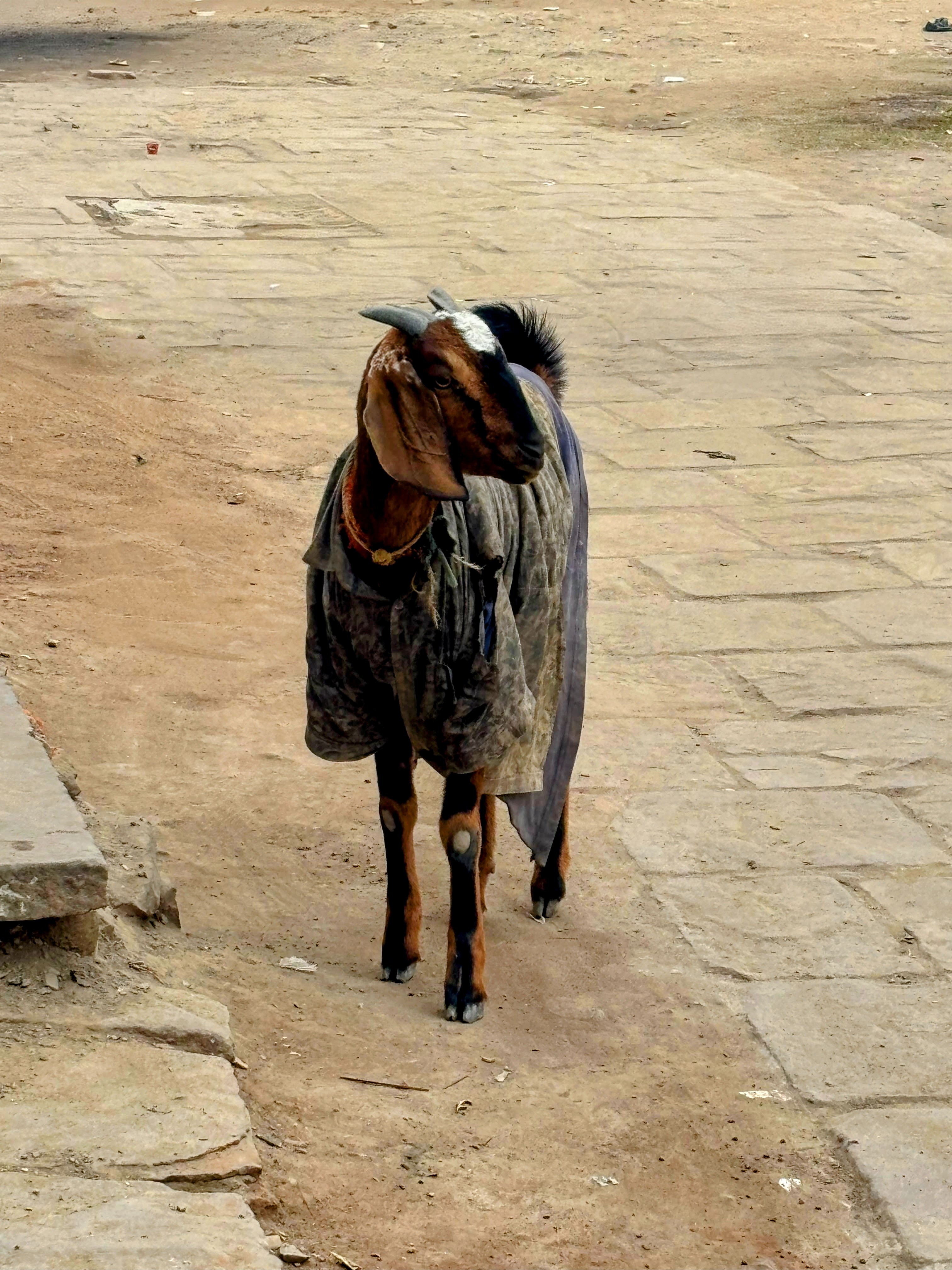 Banaras's street scenes